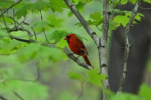 Cardinal, Northern, 2025-05087829 Ipswitch River Wildlife Sanctuary, MA